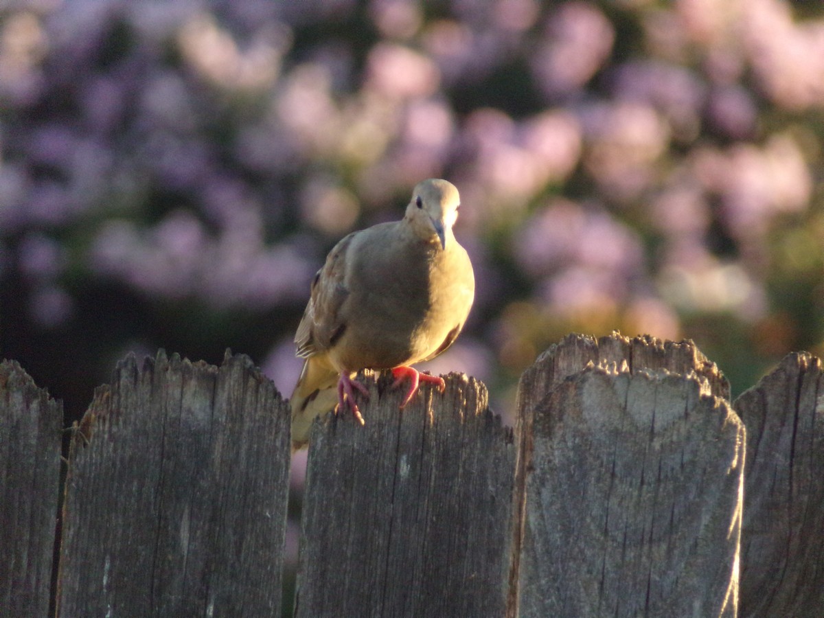 Mourning Dove - ML620304940