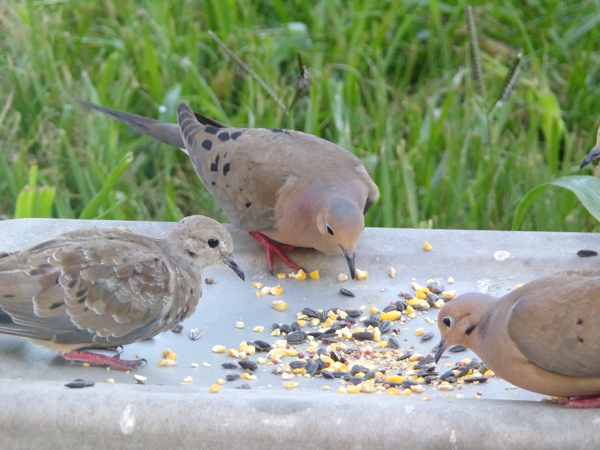 Mourning Dove - ML620304946