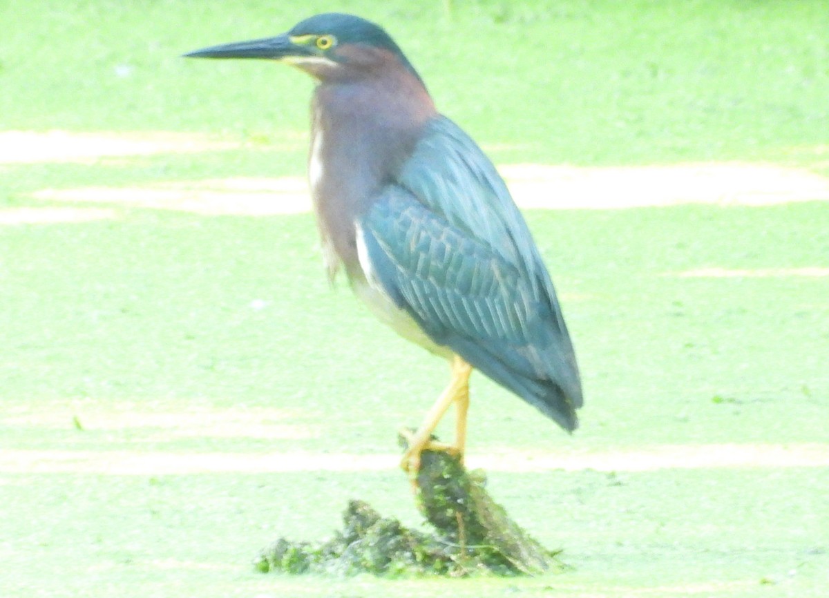 Green Heron - ML620304950