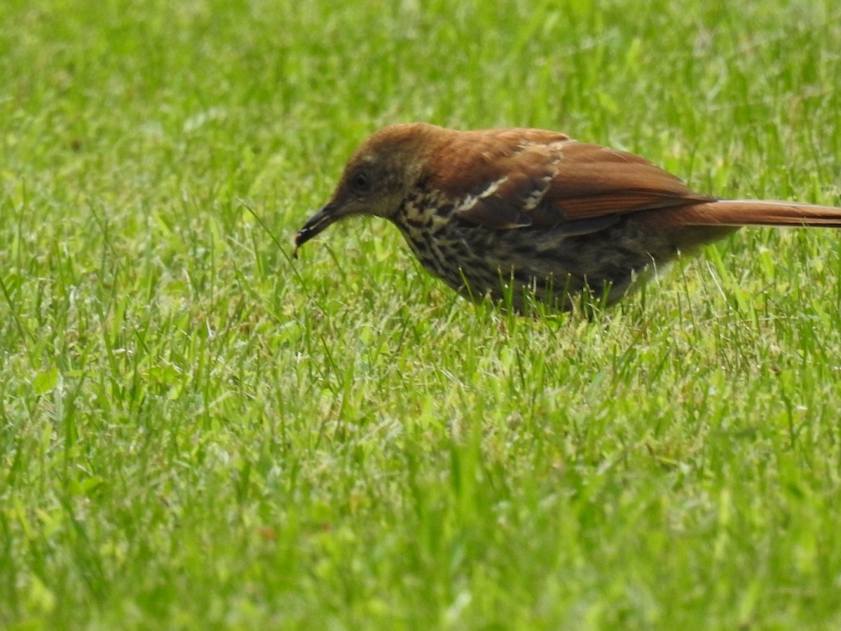 Brown Thrasher - ML620304953