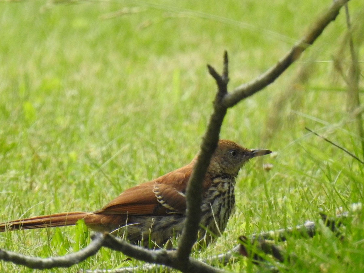 Brown Thrasher - ML620304954