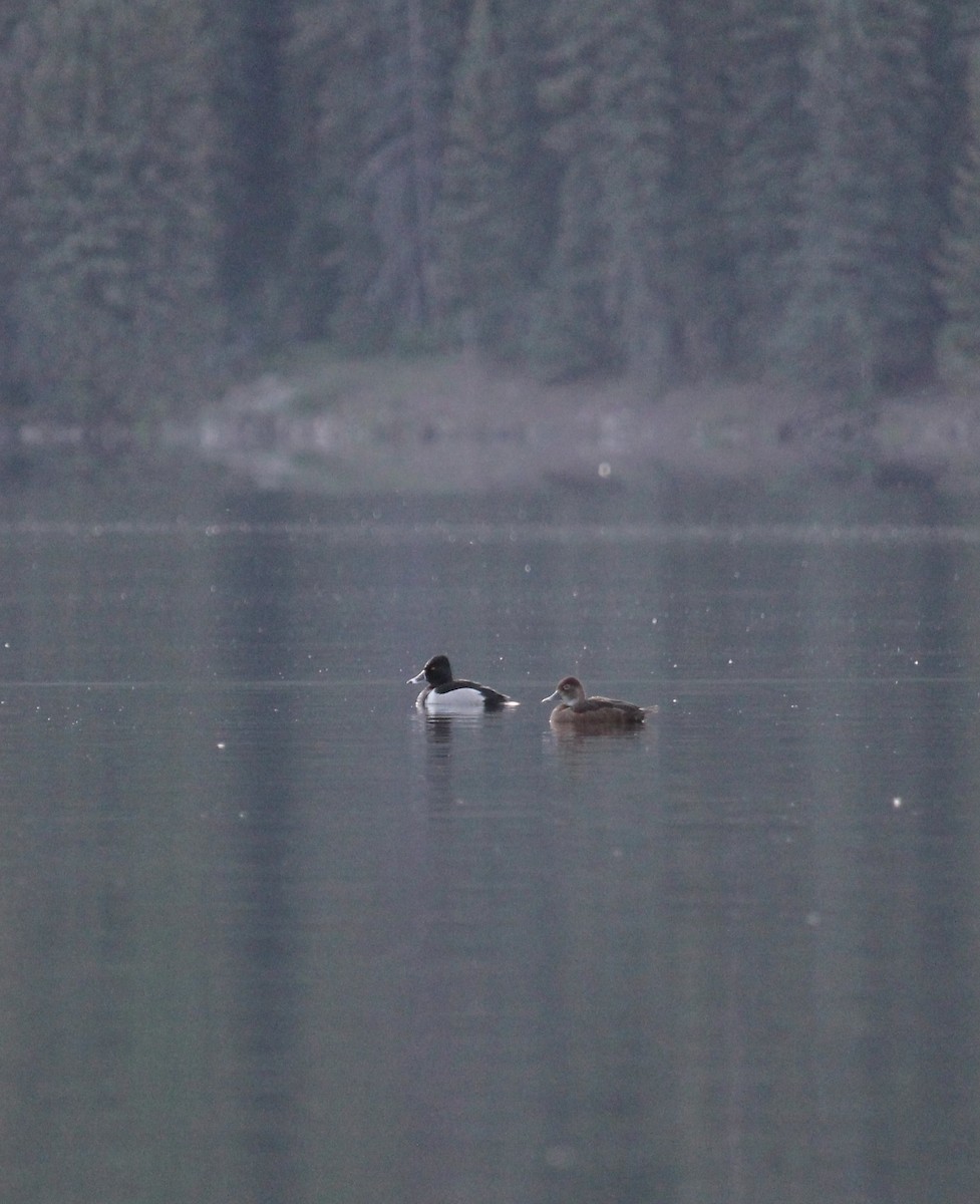 Ring-necked Duck - ML620304956