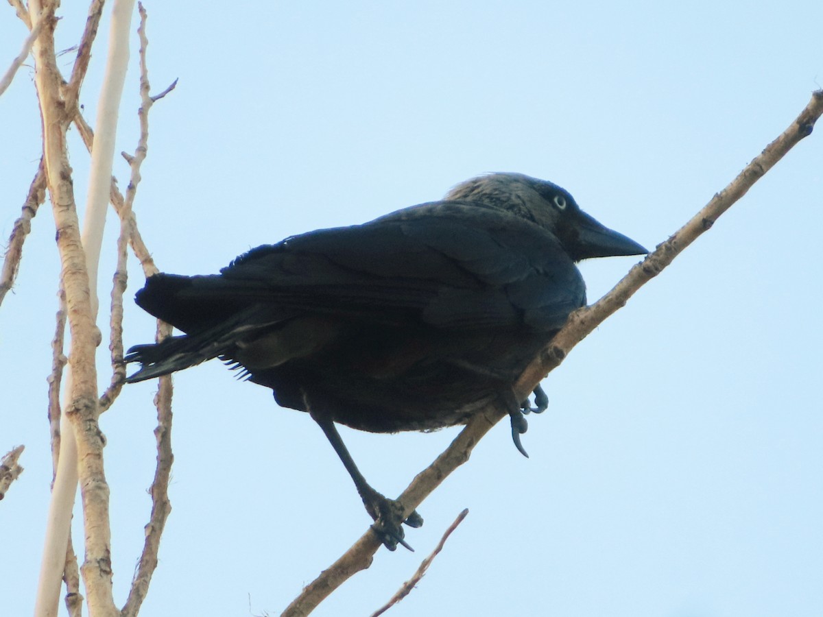 Eurasian Jackdaw - ML620304960