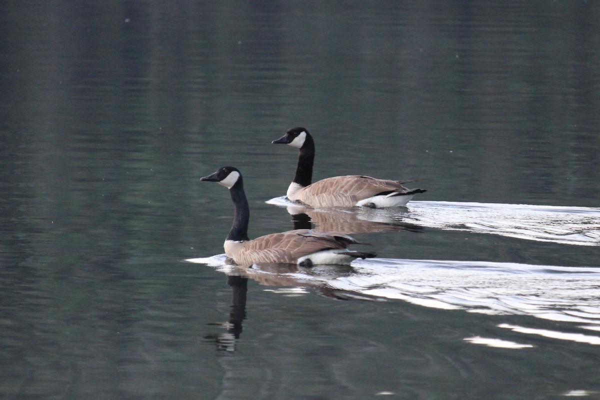 Canada Goose - ML620304961