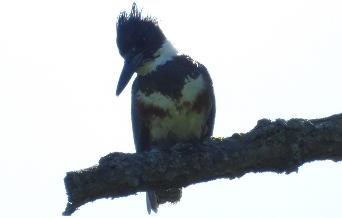 Martin-pêcheur d'Amérique - ML620304962