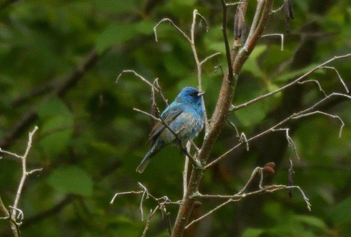 Indigo Bunting - ML620304965