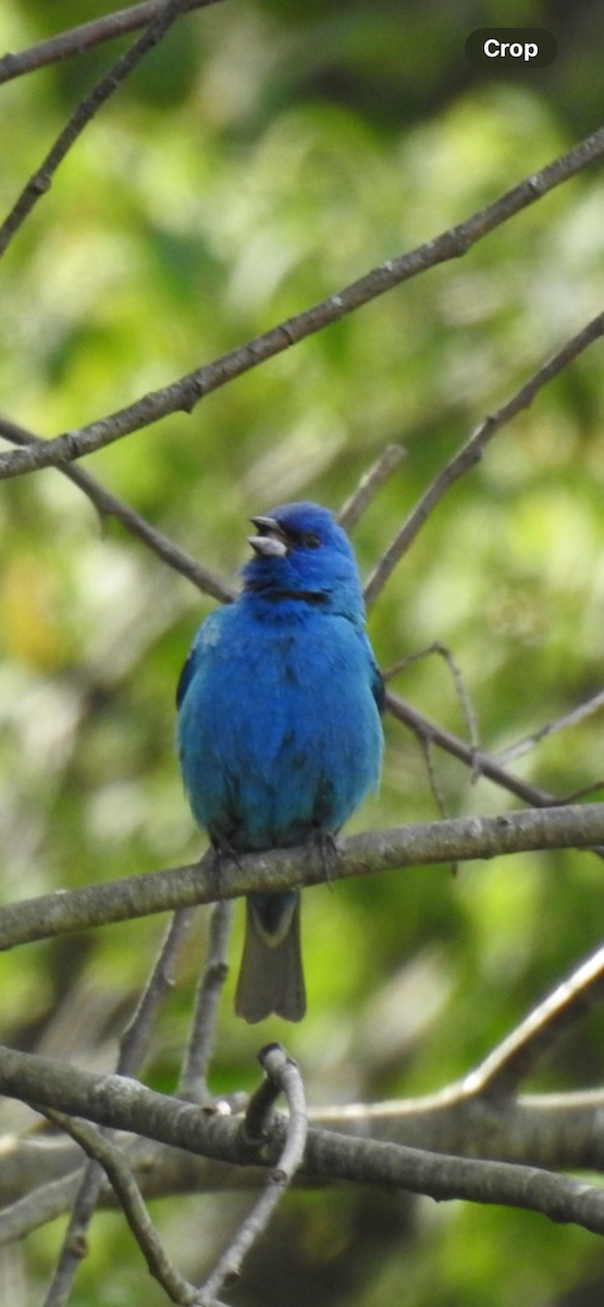 Indigo Bunting - ML620304967