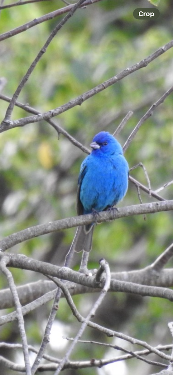 Indigo Bunting - ML620304970