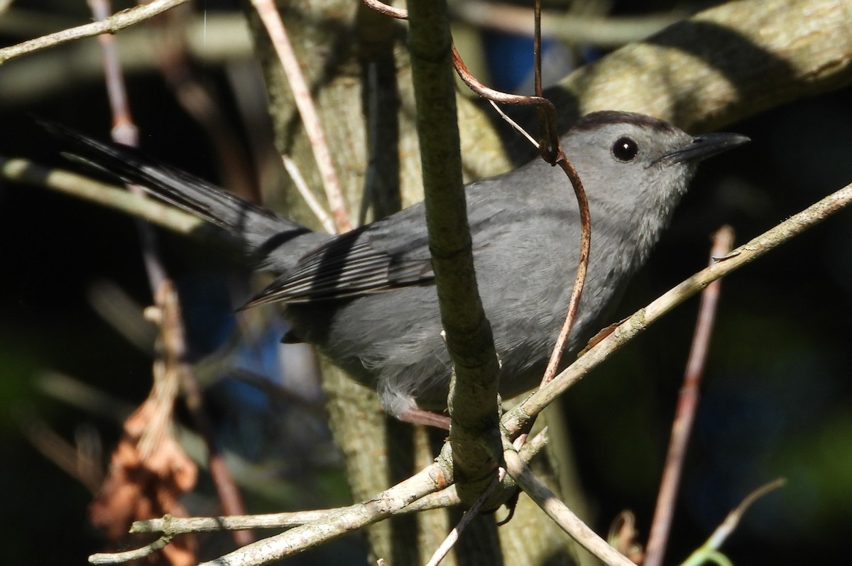 Gray Catbird - ML620304980