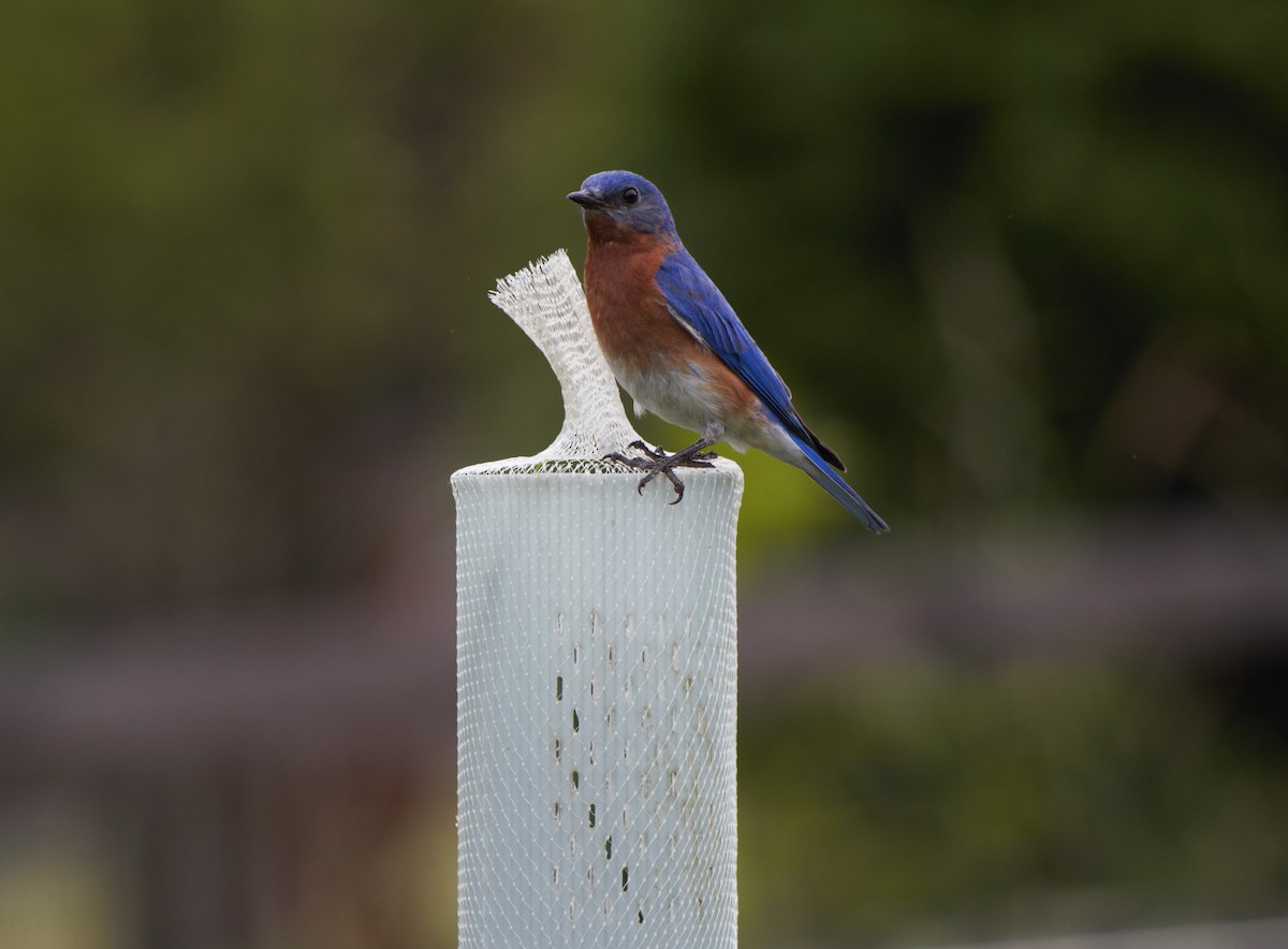 Eastern Bluebird - ML620304983