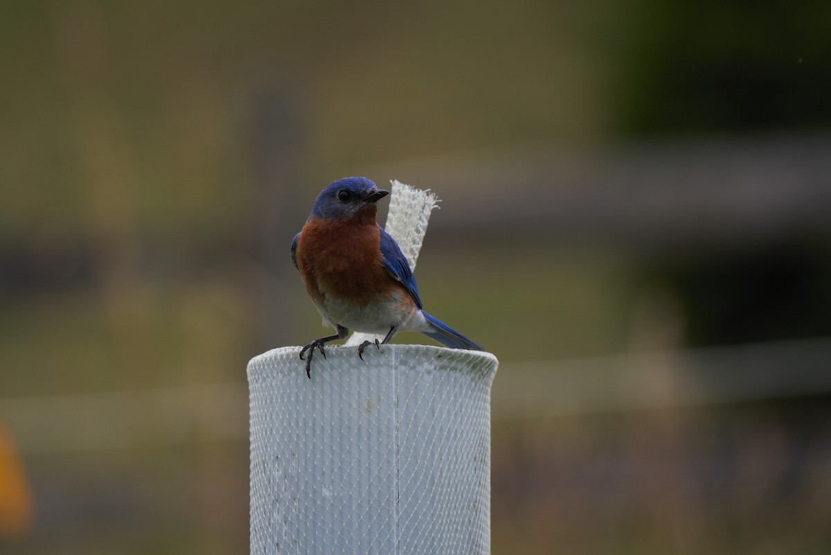 Eastern Bluebird - ML620304984