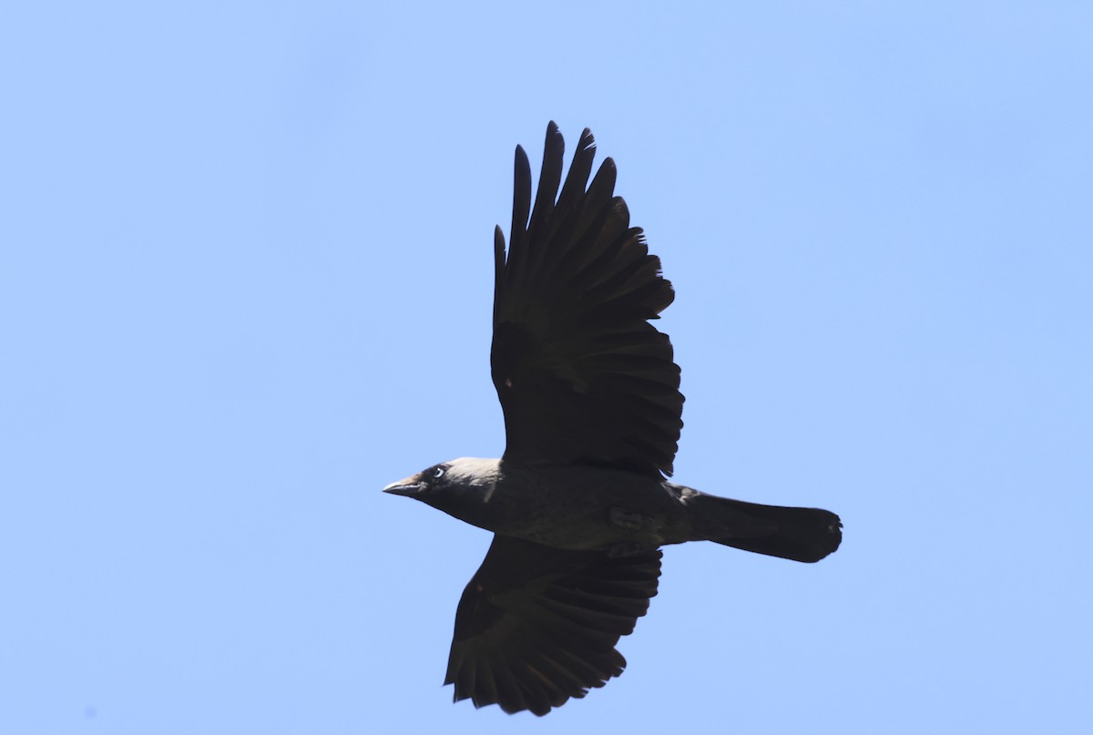 Eurasian Jackdaw - ML620304985