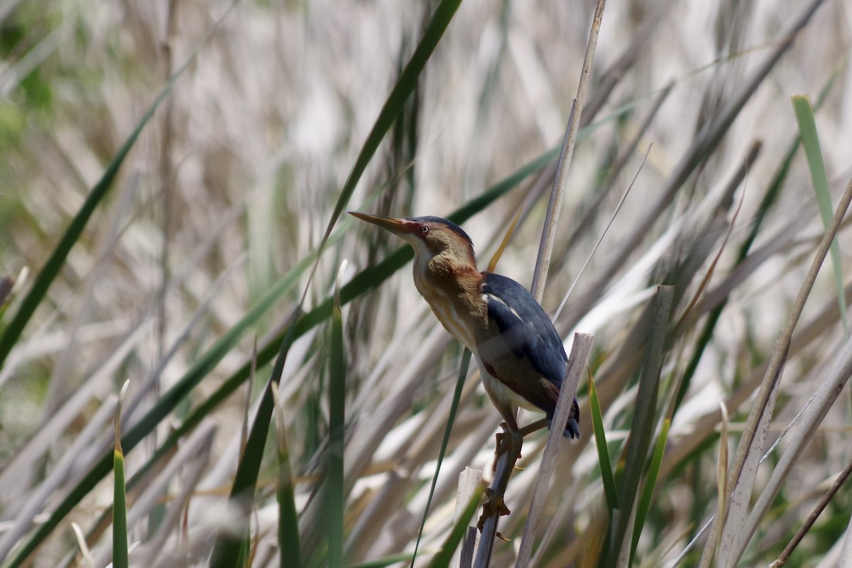 Least Bittern - ML620304986