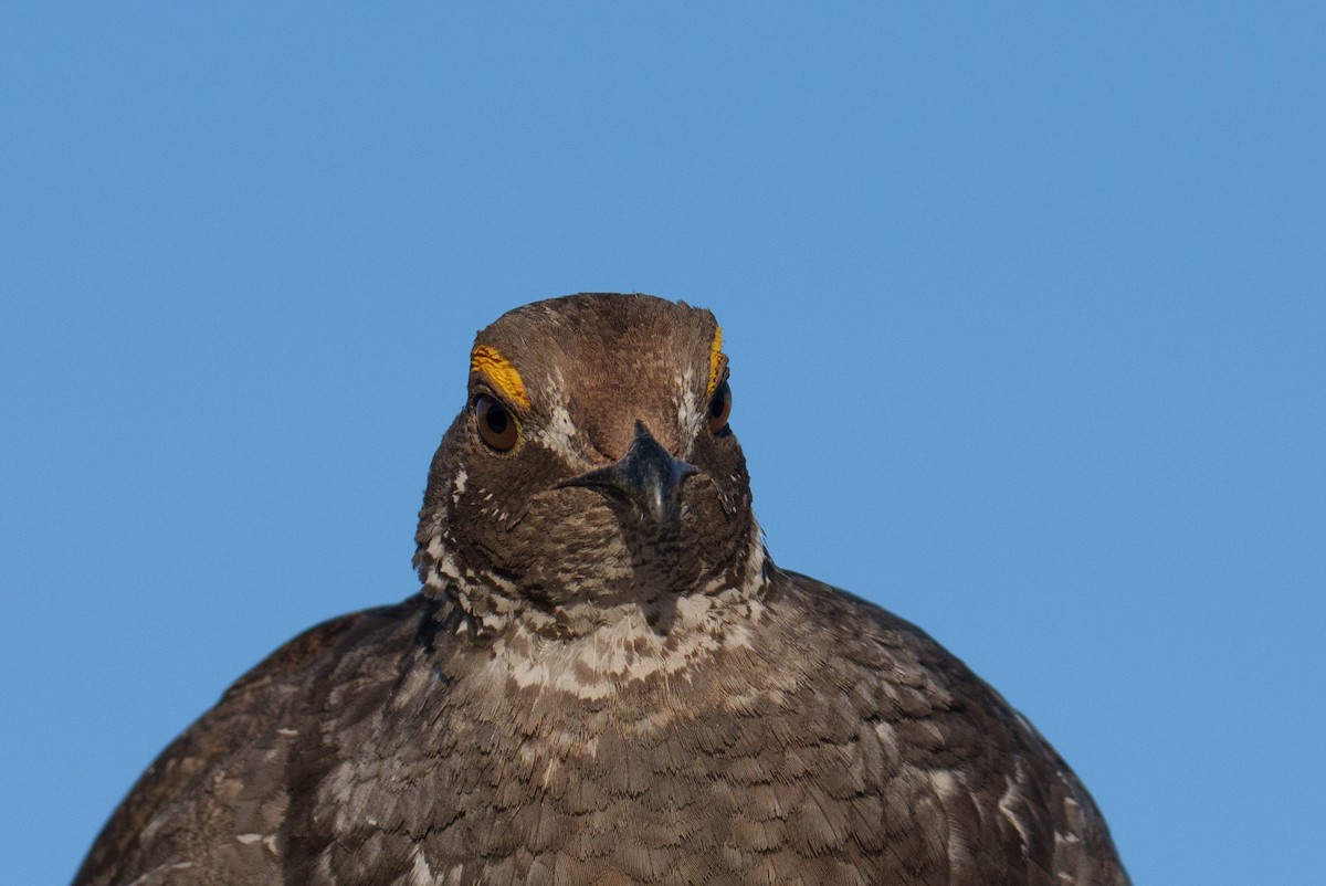 Dusky Grouse - ML620304997