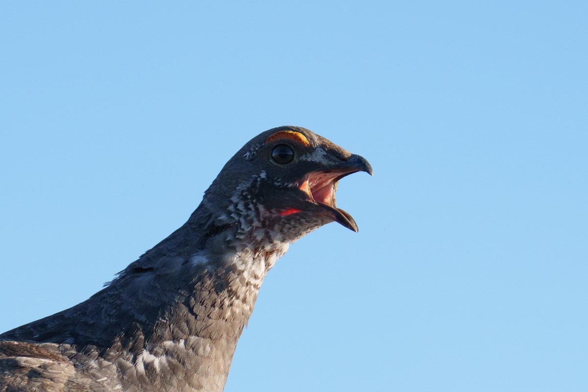 Dusky Grouse - ML620304998