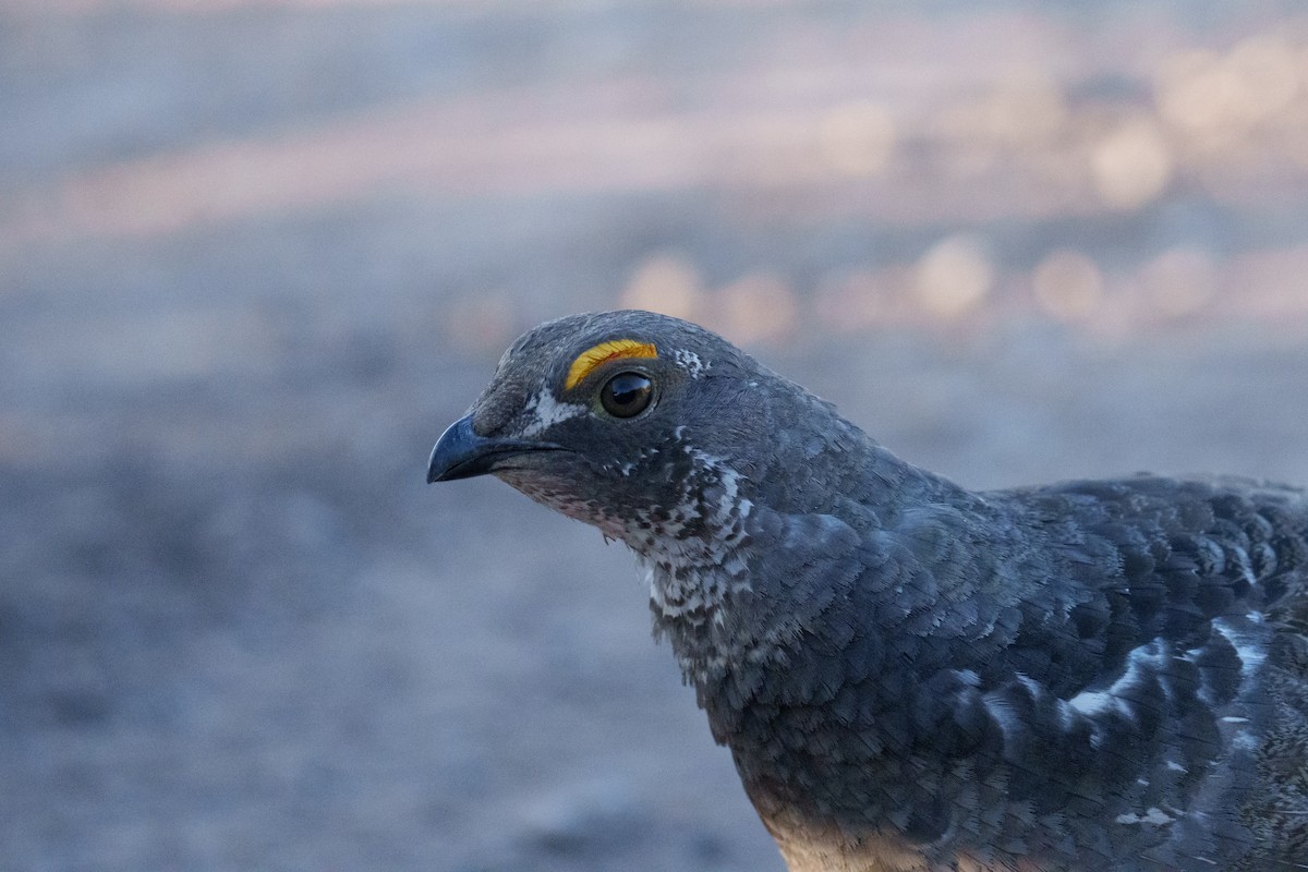 Dusky Grouse - ML620305003