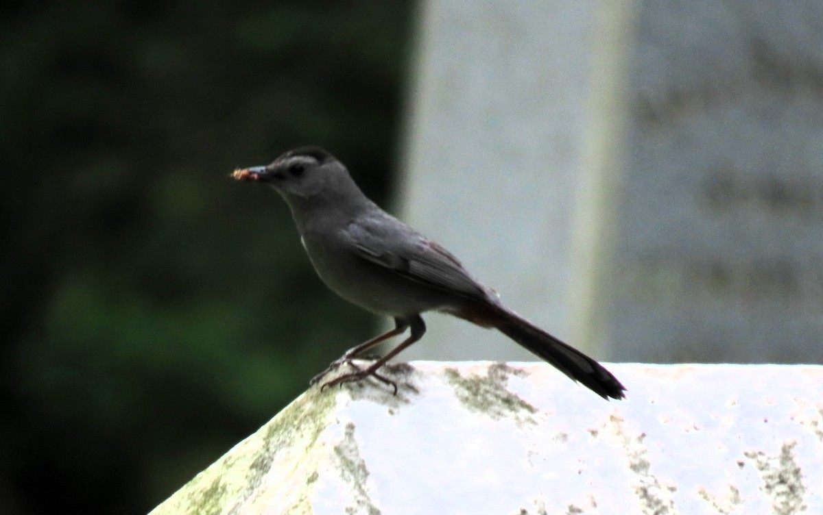 Gray Catbird - ML620305006