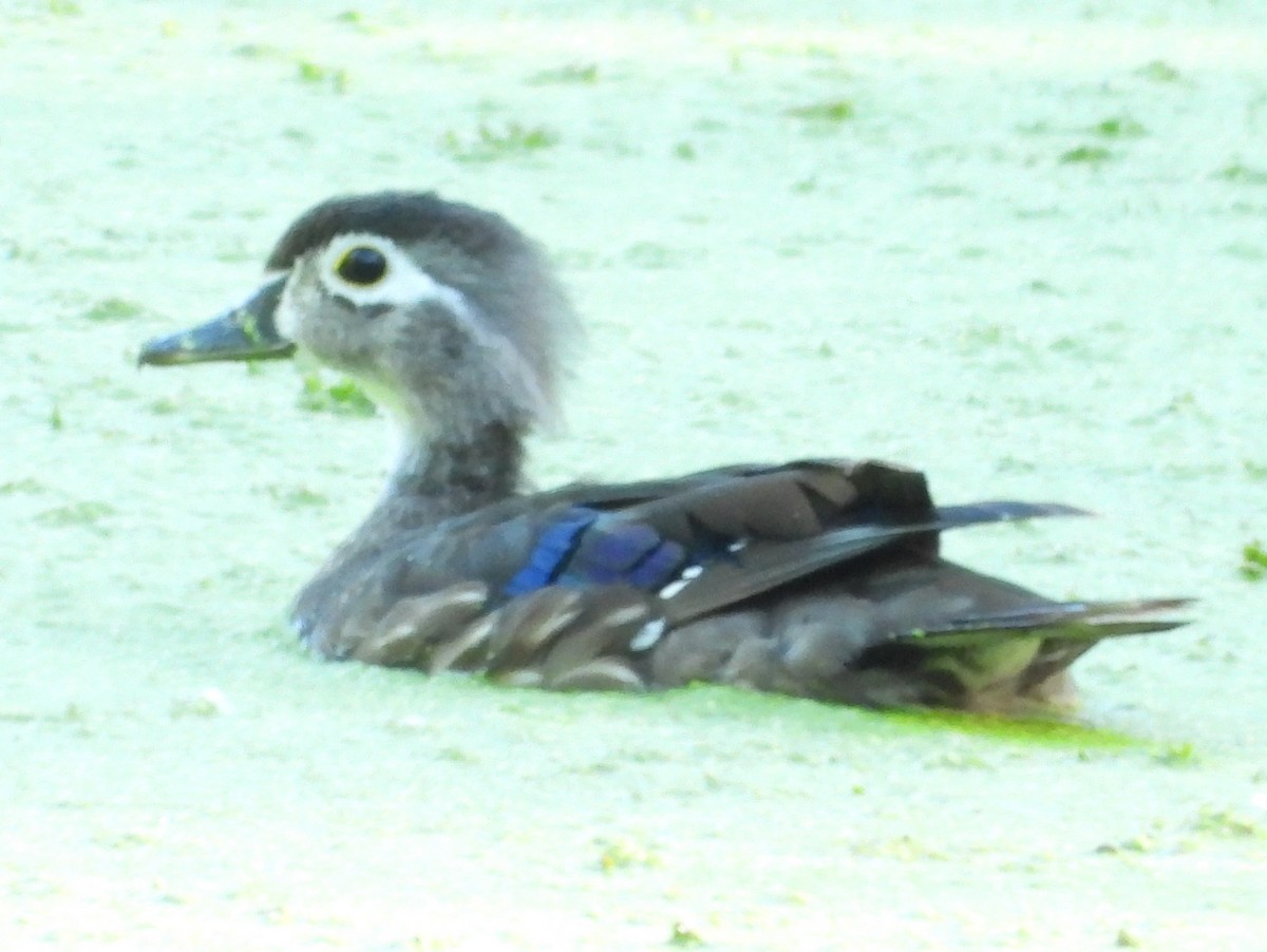 Wood Duck - ML620305008