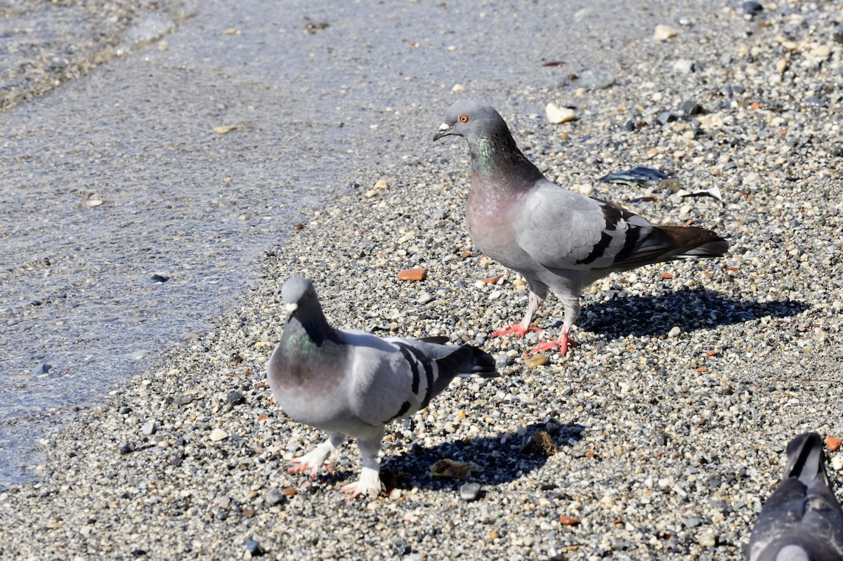 Rock Pigeon (Feral Pigeon) - ML620305010