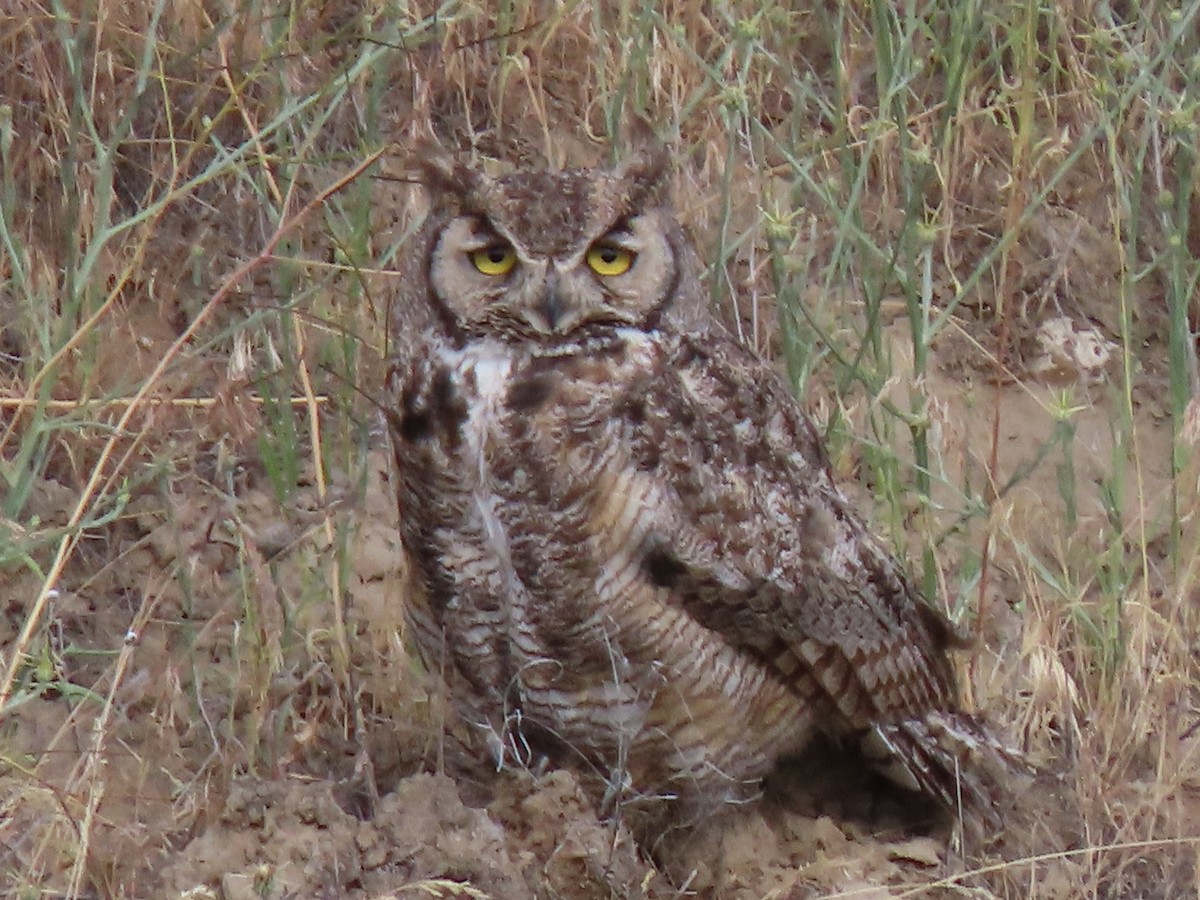 Great Horned Owl - ML620305011