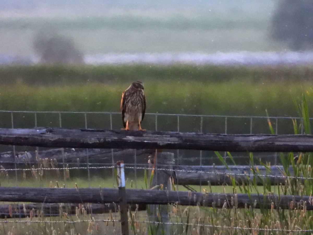 Northern Harrier - ML620305013