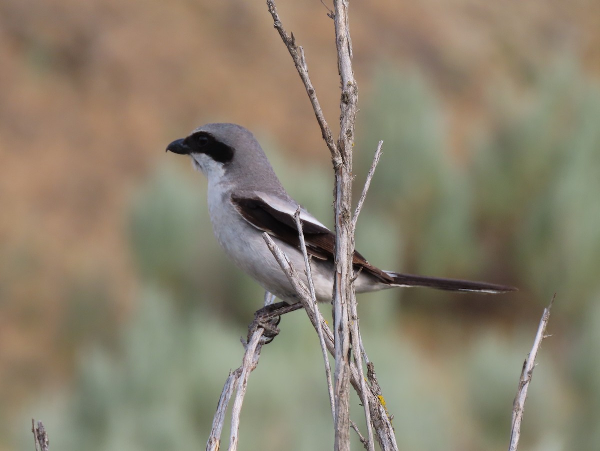 Loggerhead Shrike - ML620305015