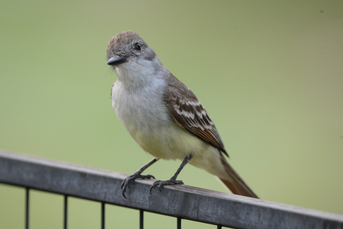 Ash-throated Flycatcher - Steve Frampton