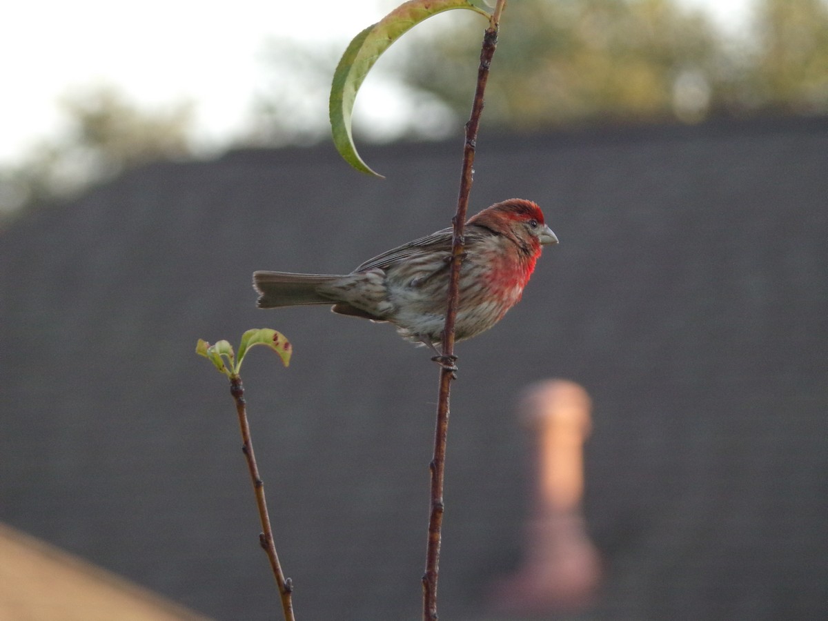 House Finch - ML620305019