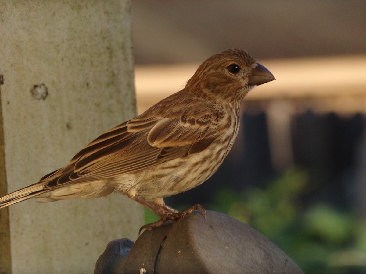 House Finch - ML620305021