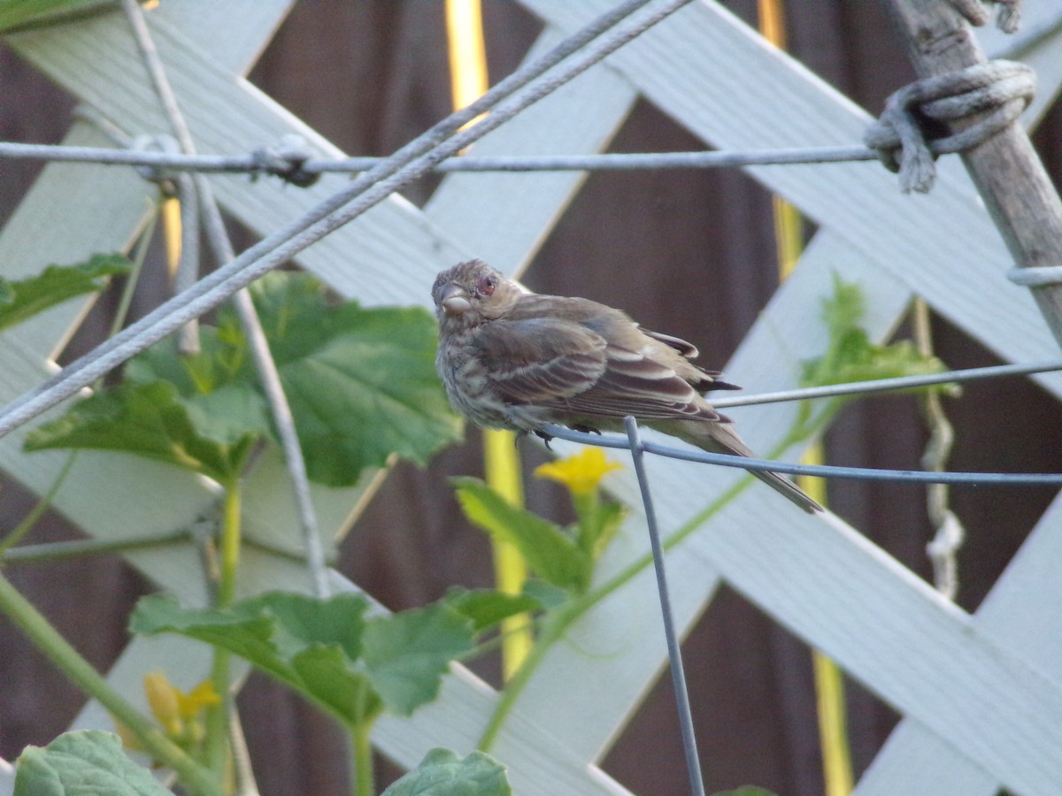 House Finch - ML620305024