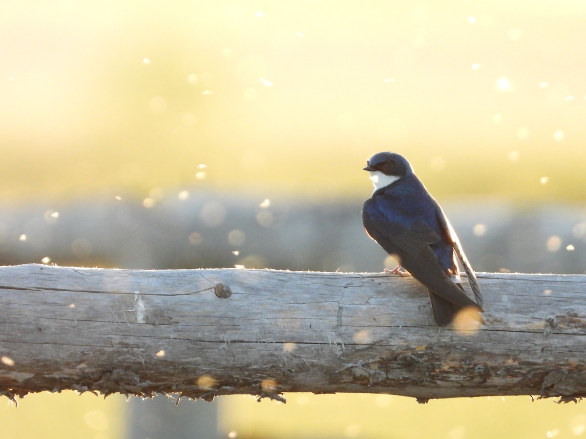 Tree Swallow - ML620305030