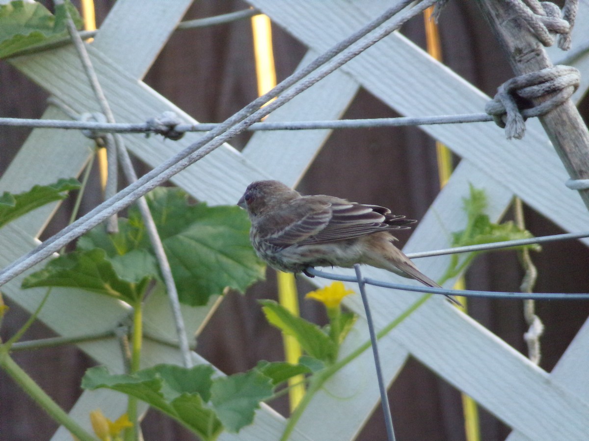 House Finch - ML620305031