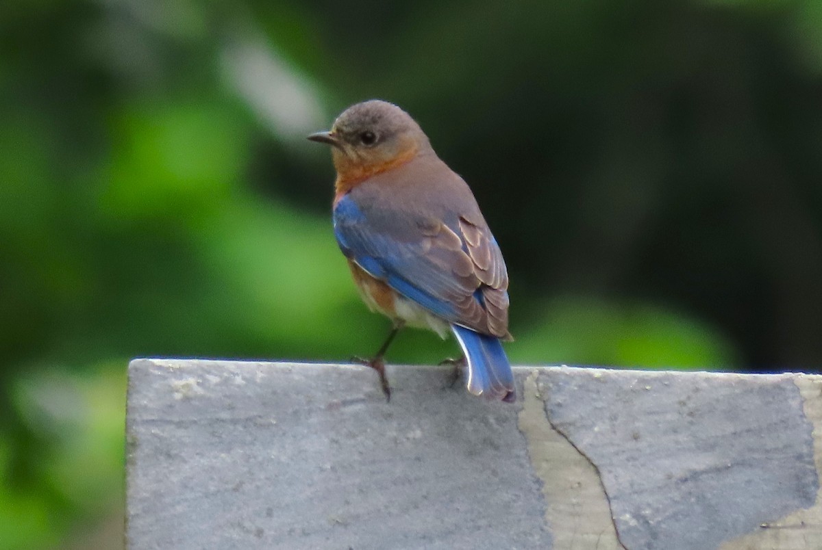 Eastern Bluebird - Anne Mytych