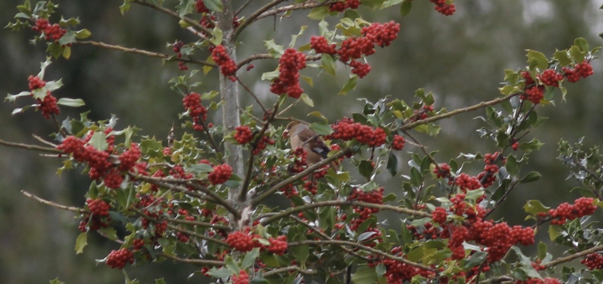 Hawfinch - ML620305038