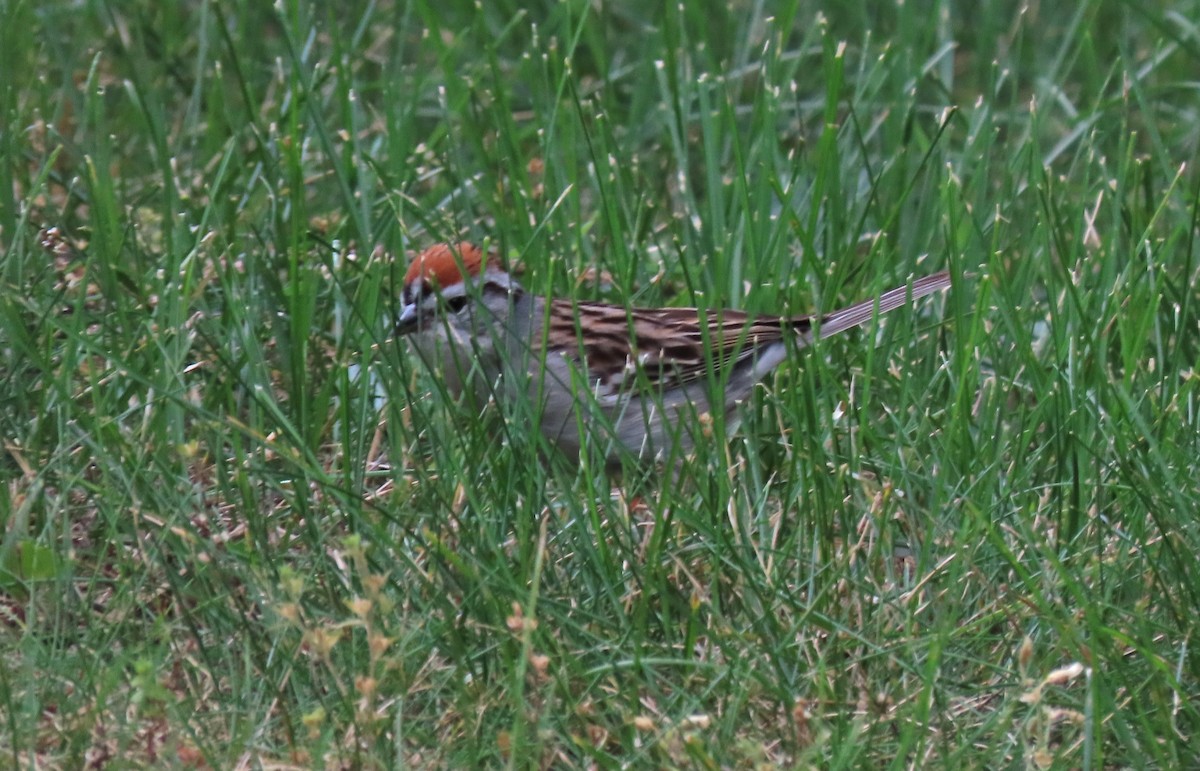 Chipping Sparrow - ML620305050