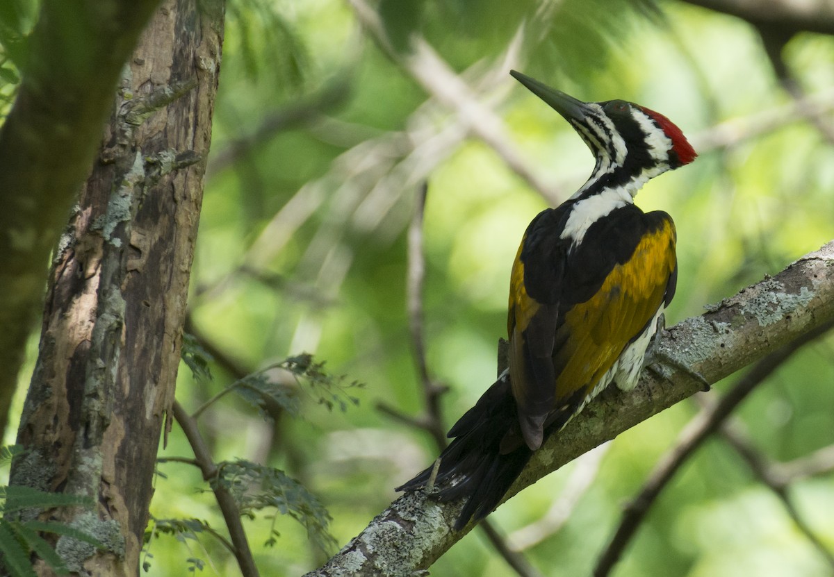 White-naped Woodpecker - ML620305054