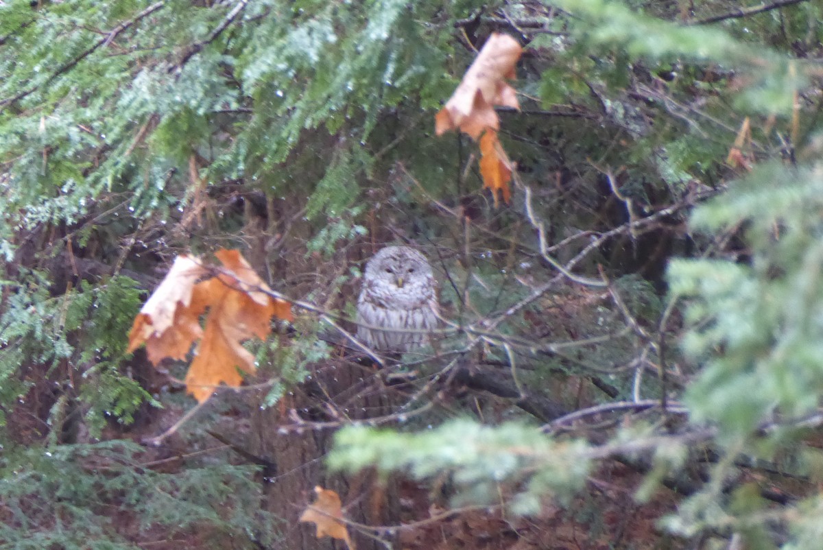 Barred Owl - ML620305062