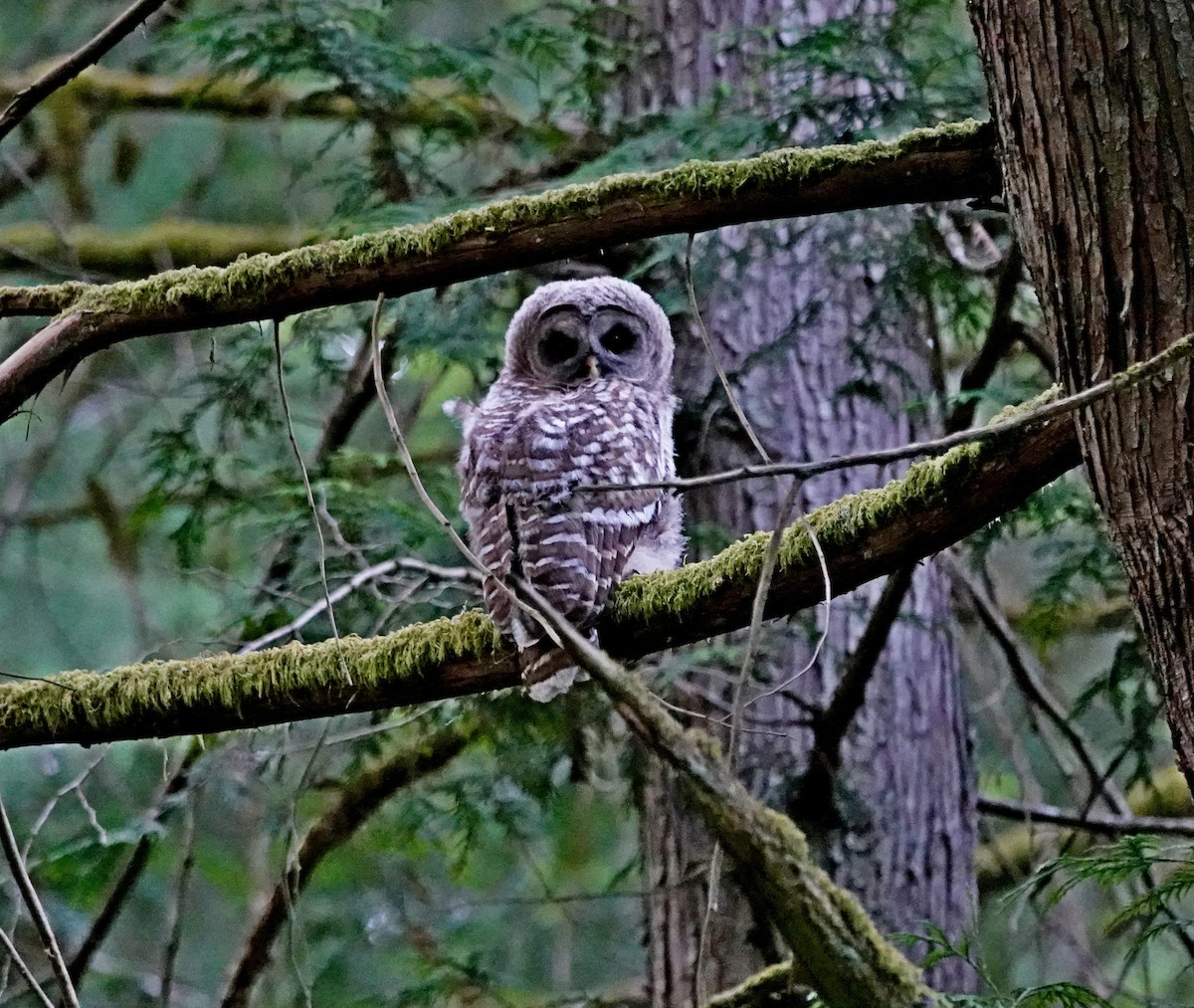 Barred Owl - ML620305064