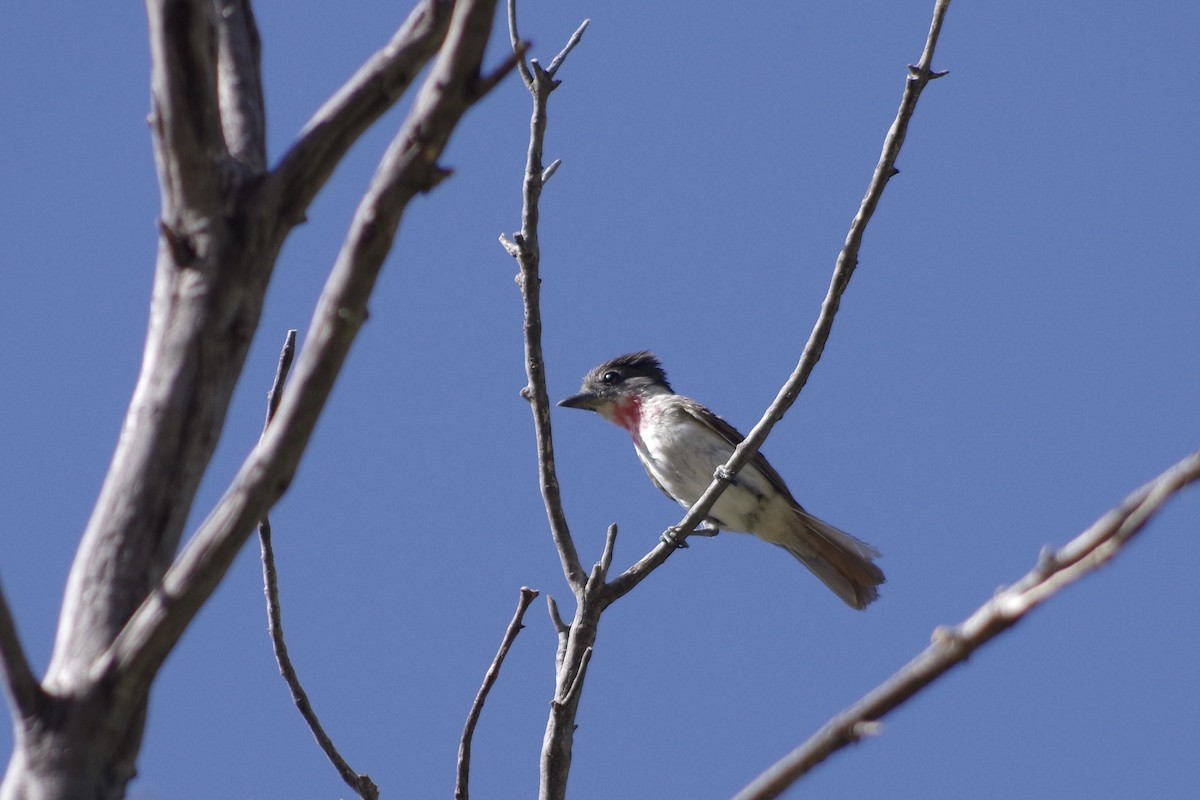 Rose-throated Becard - ML620305066