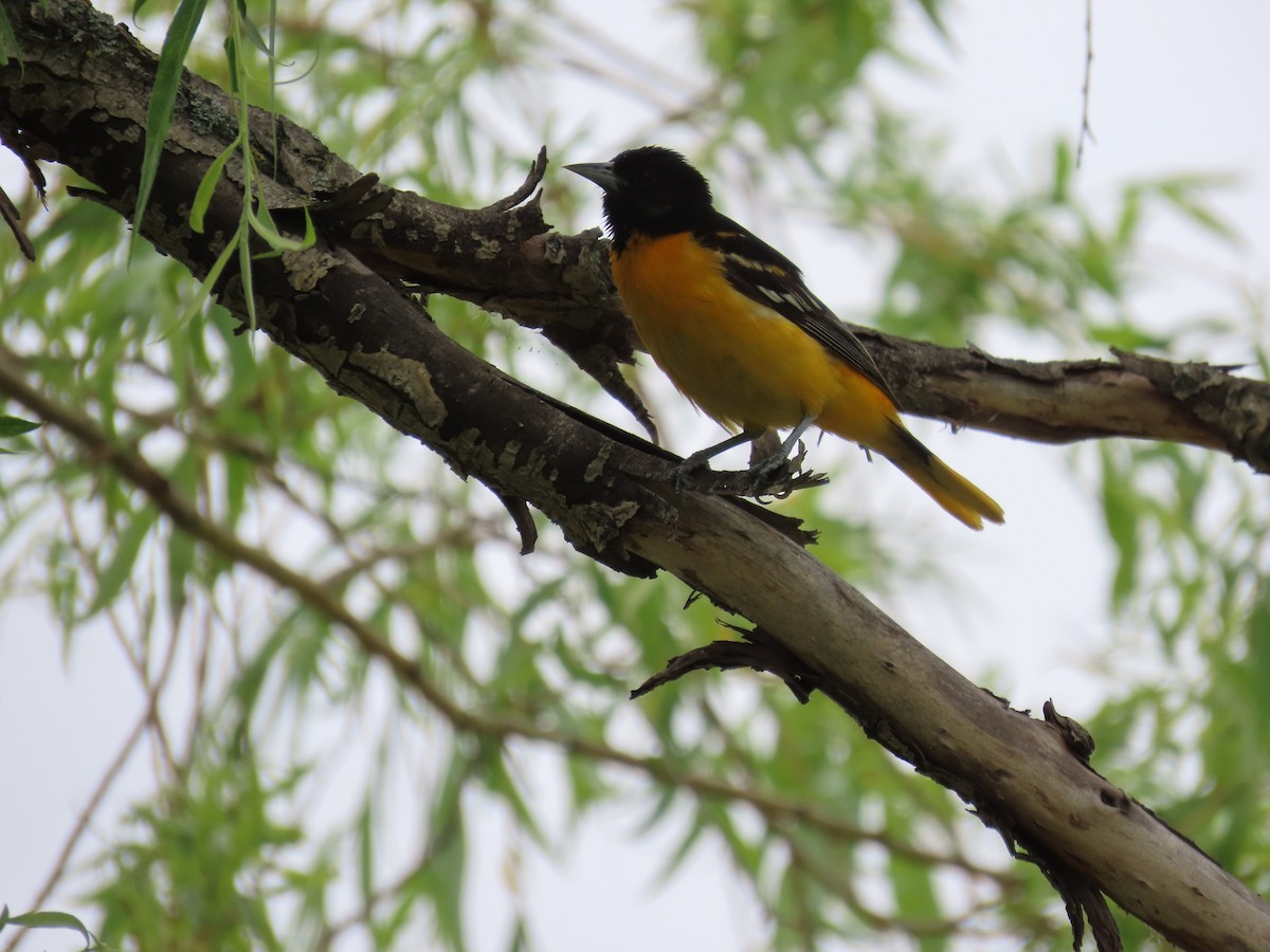 Baltimore Oriole - ML620305067