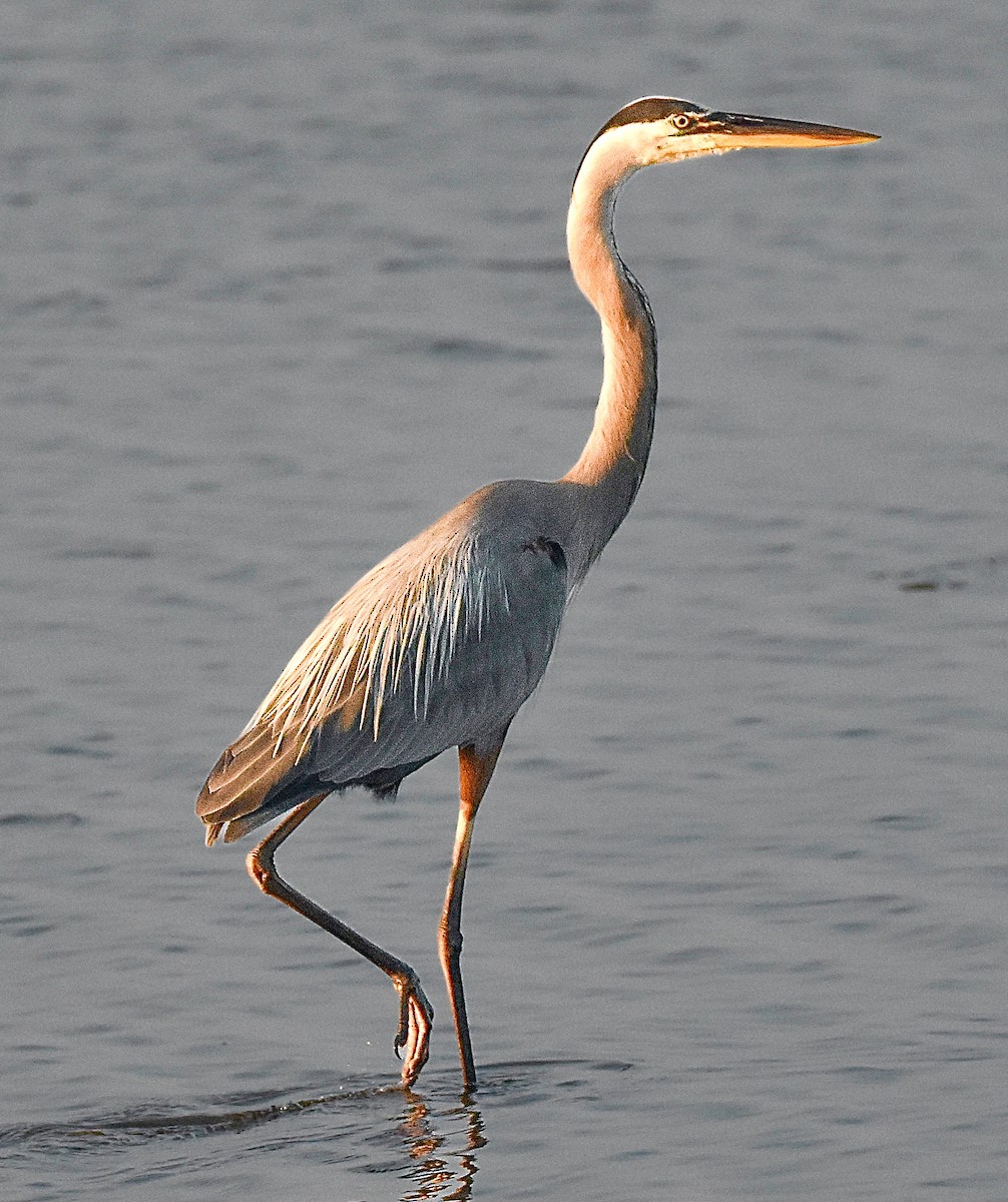 Great Blue Heron - ML620305072