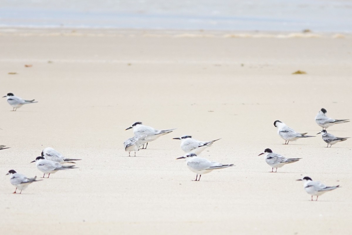 Sandwich Tern - ML620305073