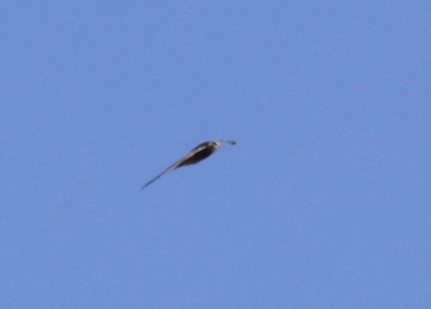 Pallid Swift - ML620305074