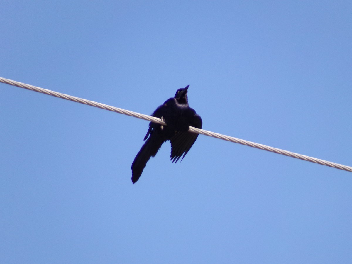 Great-tailed Grackle - ML620305075