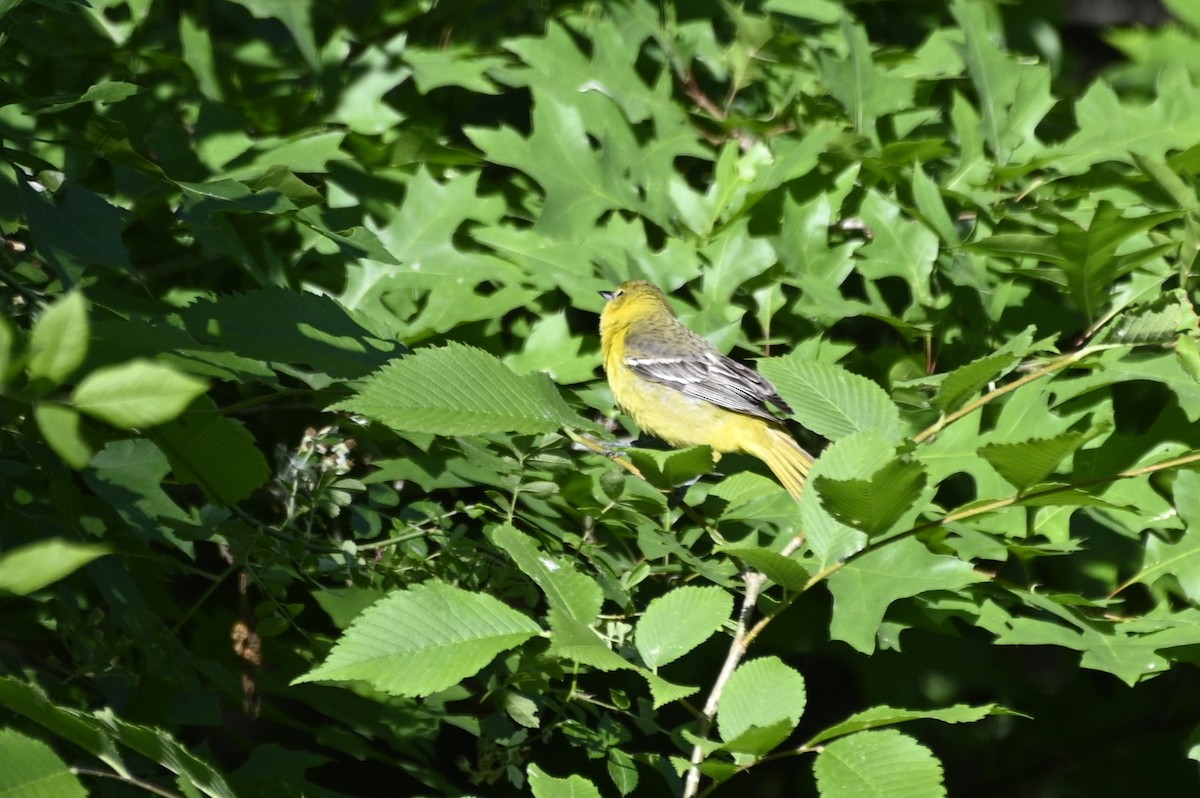 Orchard Oriole - ML620305078