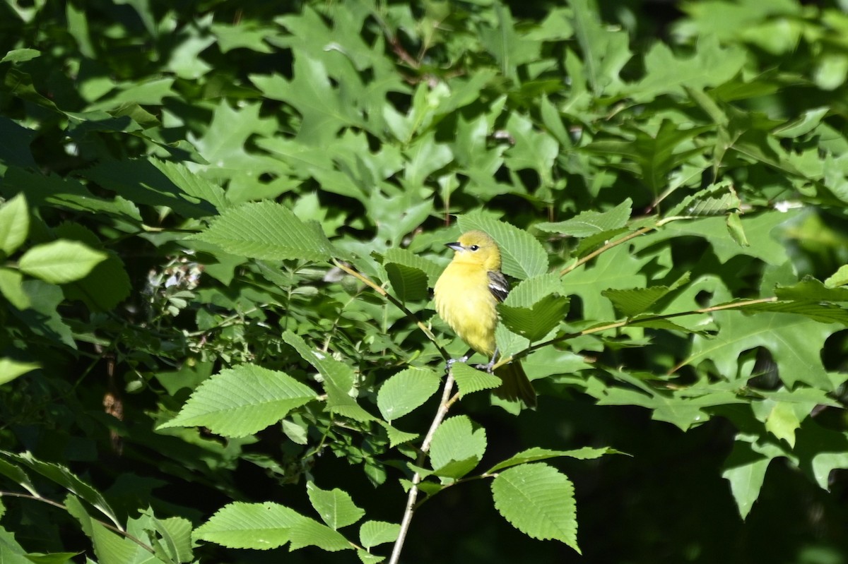 Orchard Oriole - ML620305079