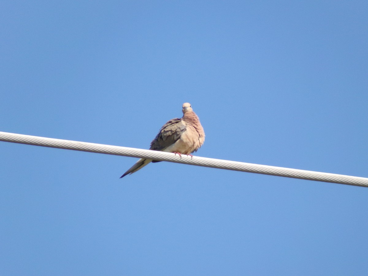 Mourning Dove - ML620305081