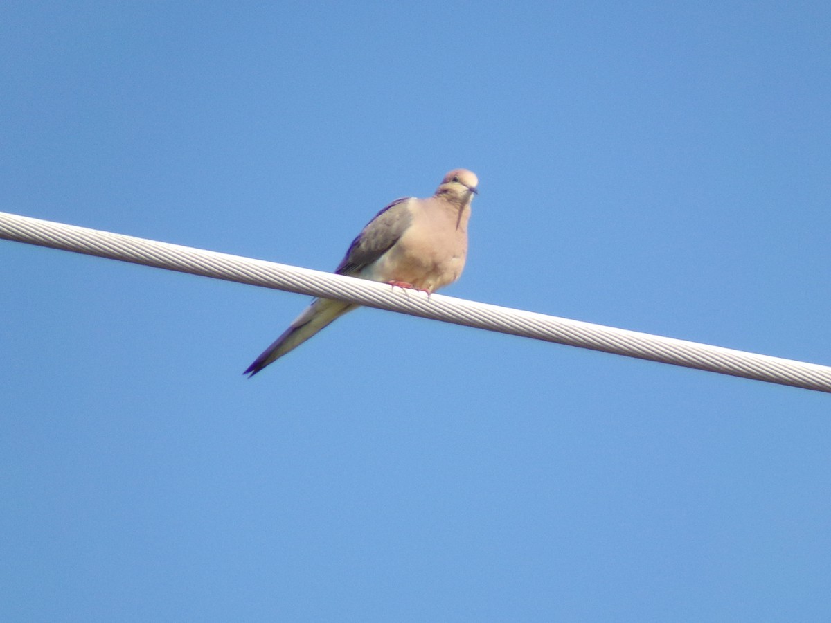 Mourning Dove - ML620305083