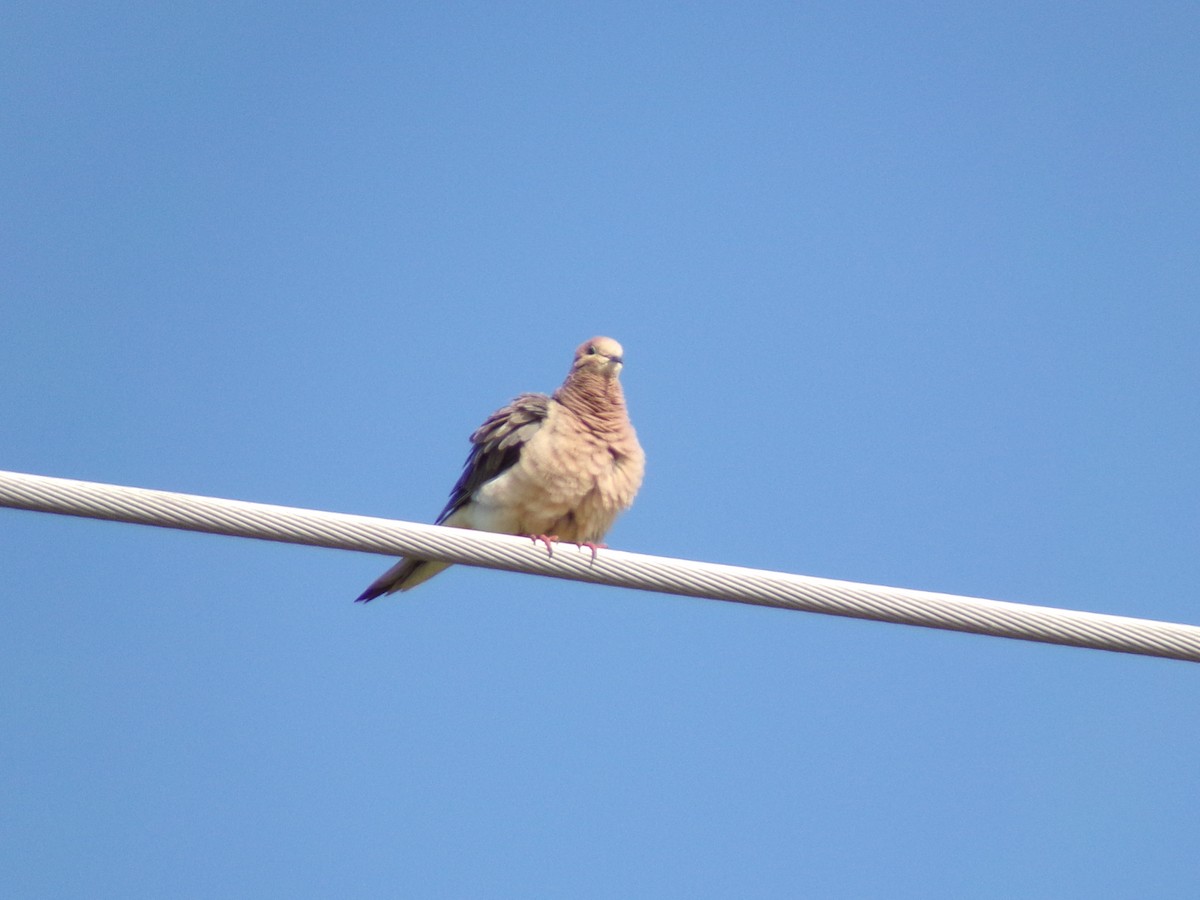 Mourning Dove - ML620305085