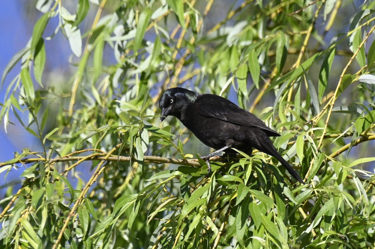 Common Grackle - ML620305088